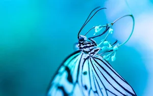 Insects wallpapers Screenshot 0