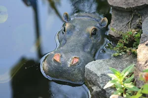 Hippopotamus wallpapers Screenshot 2