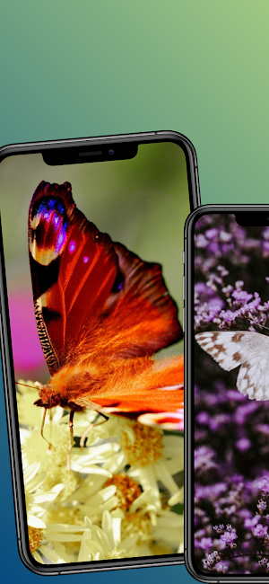 Butterfly wallpaper-4k cool Screenshot 3