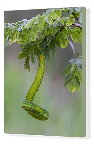 Bamboo Pit Viper Wallpapers Screenshot 1