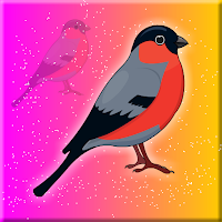 Eurasian Bullfinch Rescue