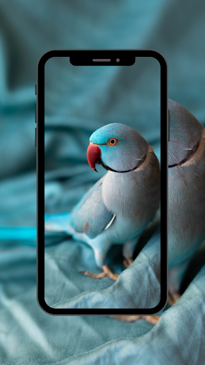 bird wallpaper 4K,UHD Screenshot 1