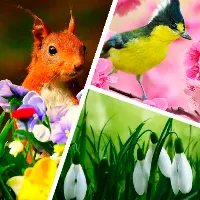 Spring wallpaper HD+