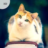 Kitten Sounds - Kitten Meow Sound