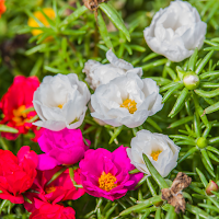 Portulaca Wallpaper