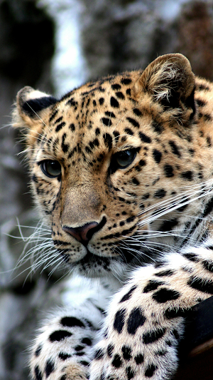 Leopard Wallpaper HD Screenshot 3