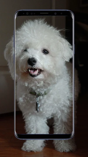Poodle Dog Wallpapers Screenshot 3
