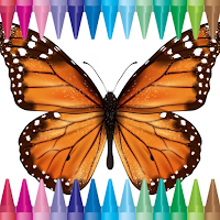 Colorful Butterfly Coloring