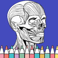 Human Anatomy Coloring Book