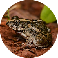 Asian grass frog Sounds
