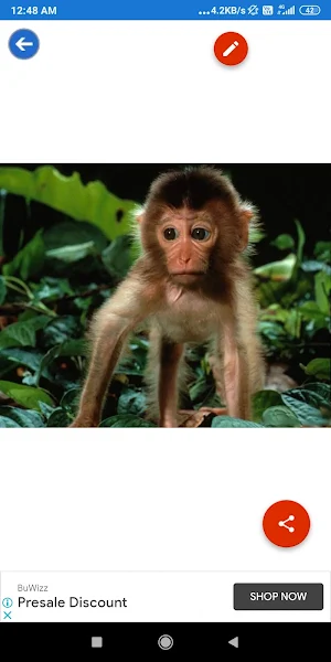 Bonobo, Chimpanzee, Gorilla, Monkey Wallpapers Screenshot 1