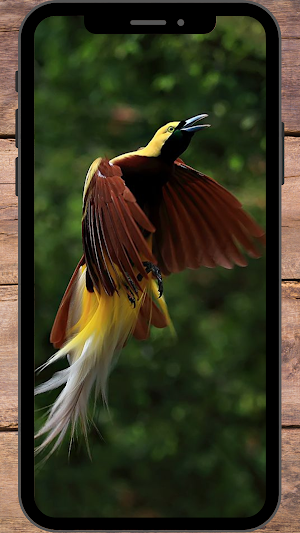 Burung Cendrawasih Wallpaper Screenshot 2
