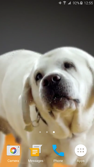 Dog Licks Screen 4K LWP Screenshot 1