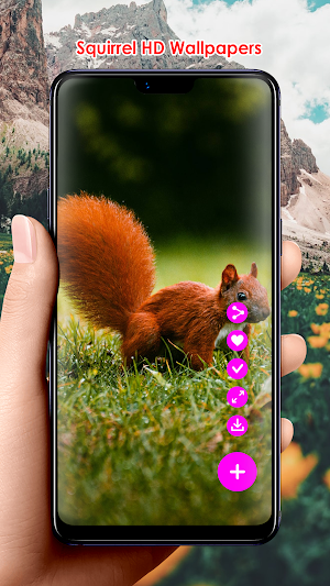 Squirrel HD Wallpapers Screenshot 2