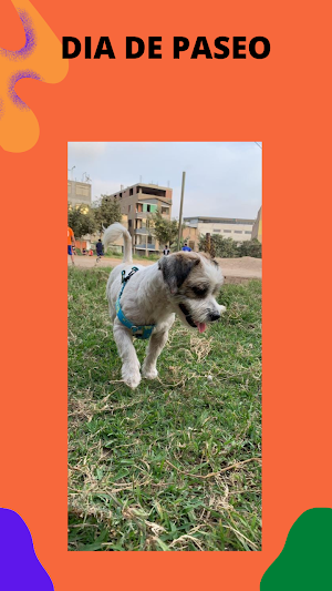 Foto de Animales Screenshot 2