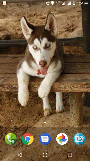 Cute Husky Puppy Wallpaper Screenshot 1