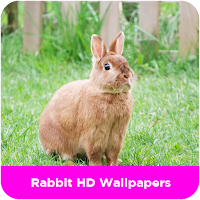 Rabbit HD Wallpapers