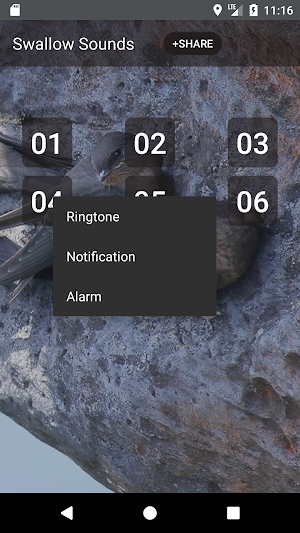 Swallow Sounds & Ringtones Screenshot 1