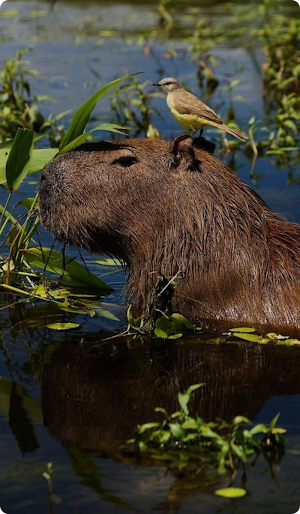 Capybara Wallpaper Screenshot 1