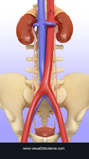 My Urinary System Screenshot 0