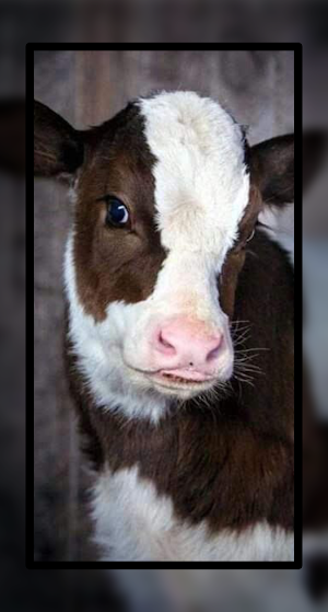 Baby Cow Wallpaper Cute Screenshot 0