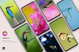 WildPapers - Wildlife Photos Screenshot 1