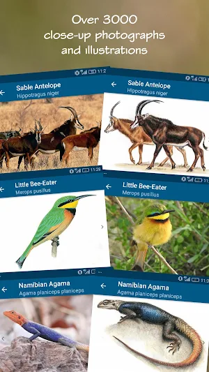 Wildlife Southern Africa Screenshot 0