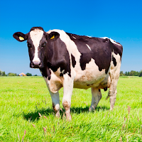 Cow Sounds