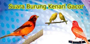 Kicau Burung Kenari Gacor screenshot 5