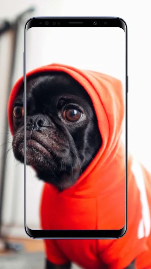 Pug Dog Wallpapers Screenshot 3