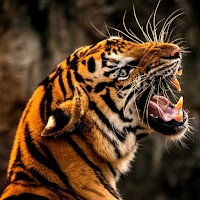 Wild Animal Wallpaper 4K
