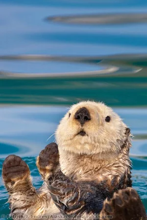 Sea Otter Wallpapers Screenshot 2