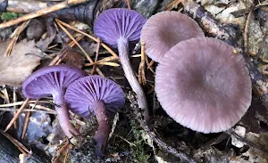 mushroomizer Screenshot 0