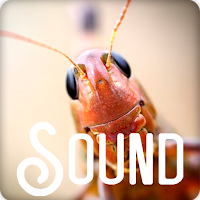 Cricket Insect Sound Ringtone