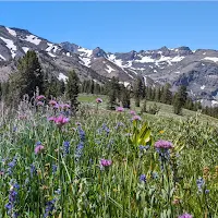 St Mary's Pass Wildflowers