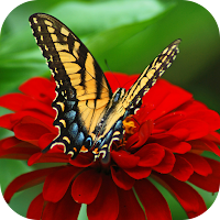 Nature Images
