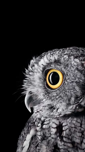 Cute Owl Wallpaper Screenshot 1