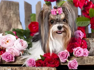 Silky Terrier Dog Wallpapers Screenshot 3