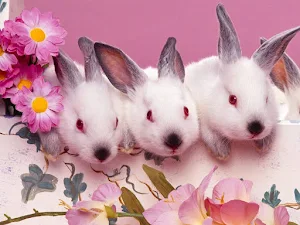 Rabbits Wallpapers Screenshot 3