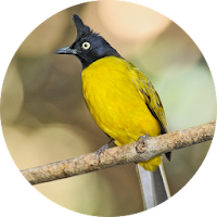 Black-crested bulbul bird sounds