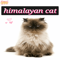 himalayan cat