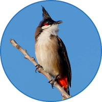 bird sounds from Thailand