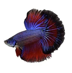 Betta Fish Screenshot 1
