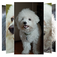 Poodle Dog Wallpapers