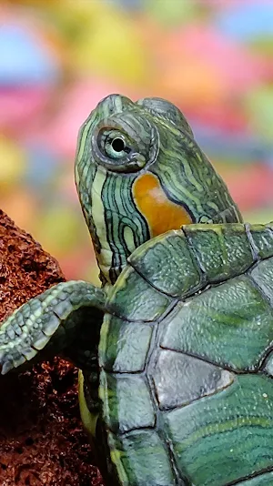 cute turtle wallpaper Screenshot 0