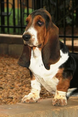 Basset Hound Dog Wallpapers Screenshot 1