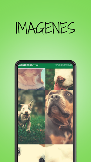 Pitbull Dog Pictures Screenshot 0