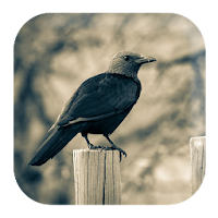Crow Sounds