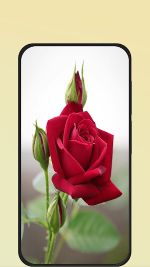 rose wallpaper Screenshot 0