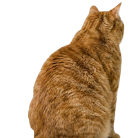 Brush The Cat - Combing Fast